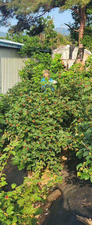 산딸기 쌍둥맘 영신님의 딸기 · 일상 작성글 사진