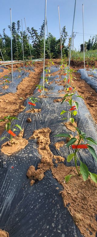 산딸기 쌍둥맘 영신님의 딸기 · 일상 작성글 사진