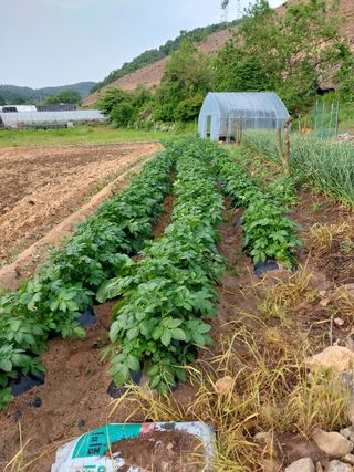 윤홍규님의 감자 · 자유게시판 작성글 사진