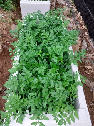 윤홍규님의 감자 · 자유게시판 작성글 사진