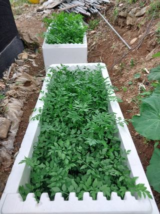 윤홍규님의 감자 · 자유게시판 작성글 사진