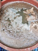 팜모닝 고추·비료•농약 게시글 이미지