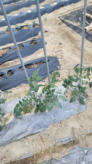 짱순이연속8월출석왕님의 토마토 · 생장기 농작업 작성글 사진