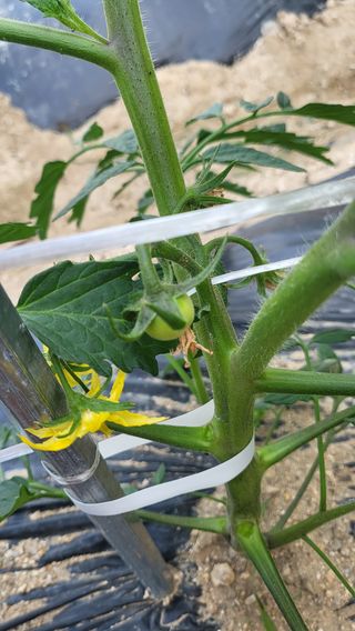 짱순이연속8월출석왕님의 토마토 · 생장기 농작업 작성글 사진