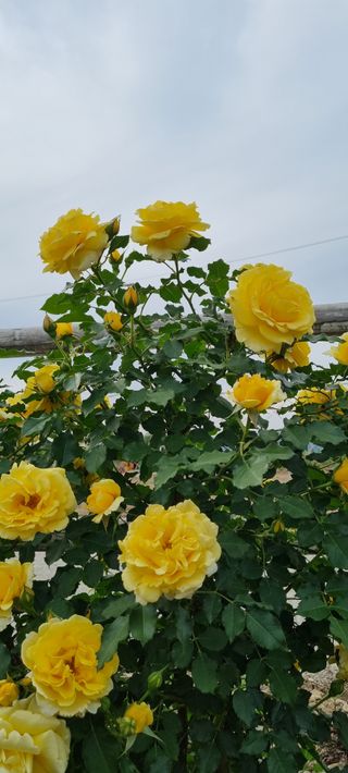 대구중구삼식할머니님의 자유주제 · 사진전 작성글 사진