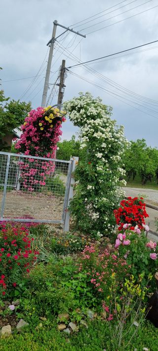 대구중구삼식할머니님의 자유주제 · 사진전 작성글 사진