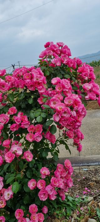 대구중구삼식할머니님의 자유주제 · 사진전 작성글 사진