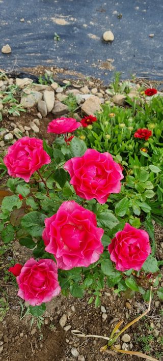 대구중구삼식할머니님의 자유주제 · 사진전 작성글 사진