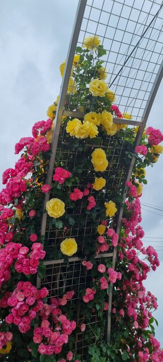 대구중구삼식할머니님의 자유주제 · 사진전 작성글 사진