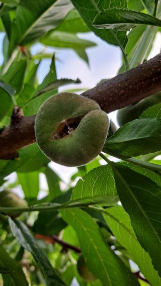 이것저것하는농부님의 복숭아 · 자유게시판 작성글 사진