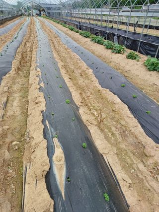 김진영님의 참깨 · 자유게시판 작성글 사진
