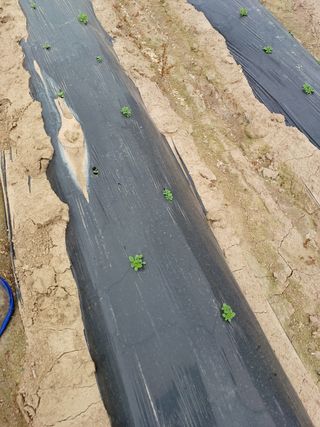 김진영님의 참깨 · 자유게시판 작성글 사진