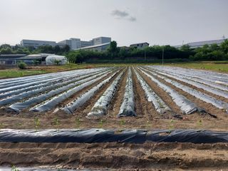 호박20372님의 고구마 · 자유게시판 작성글 사진