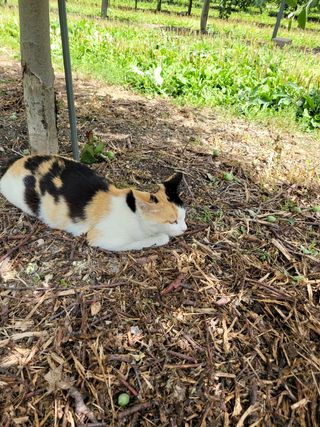 이선일님의 사과 · 일상 작성글 사진