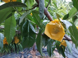 금동이네님의 복숭아 · 자유게시판 작성글 사진