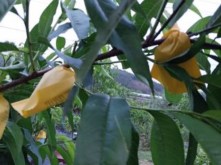 금동이네님의 복숭아 · 자유게시판 작성글 사진