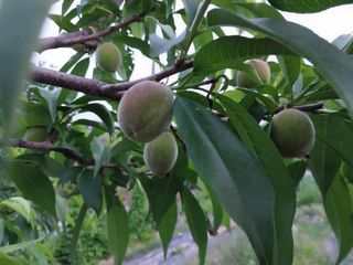금동이네님의 복숭아 · 자유게시판 작성글 사진