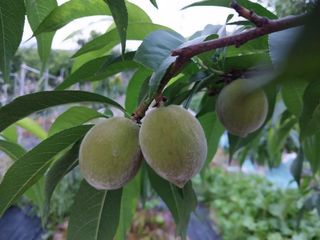 금동이네님의 복숭아 · 자유게시판 작성글 사진