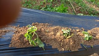 전만근님의 고구마 · 자유게시판 작성글 사진