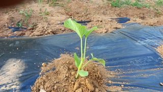 전만근님의 고구마 · 자유게시판 작성글 사진