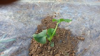 전만근님의 고구마 · 자유게시판 작성글 사진