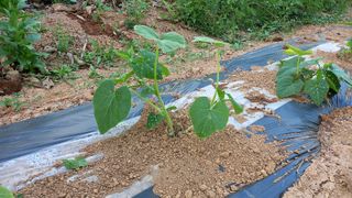 전만근님의 고구마 · 자유게시판 작성글 사진