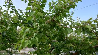 전만근님의 사과 · 일상 작성글 사진