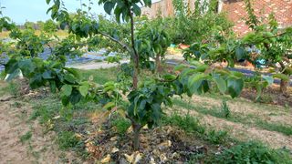 전만근님의 사과 · 일상 작성글 사진