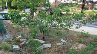 전만근님의 사과 · 일상 작성글 사진