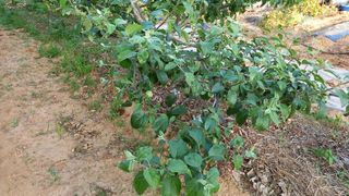 전만근님의 사과 · 일상 작성글 사진