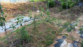 전만근님의 사과 · 일상 작성글 사진