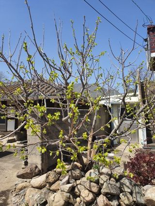 그린톡톡 오계상님의 감 · 자유게시판 작성글 사진