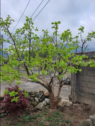 그린톡톡 오계상님의 감 · 자유게시판 작성글 사진