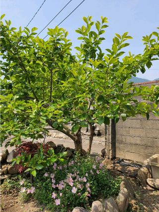 그린톡톡 오계상님의 감 · 자유게시판 작성글 사진