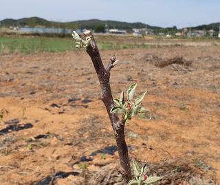 윤충기님의 사과 · 병해충상담 작성글 사진