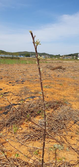 윤충기님의 사과 · 병해충상담 작성글 사진