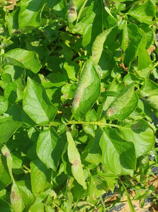 김지현 님의 감자 · 병해충상담 작성글 사진