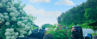 약초를사랑한짱아줌마님의 자유주제 · 자유게시판 작성글 사진