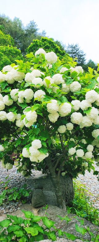 약초를사랑한짱아줌마님의 자유주제 · 자유게시판 작성글 사진