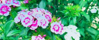 약초를사랑한짱아줌마님의 자유주제 · 자유게시판 작성글 사진