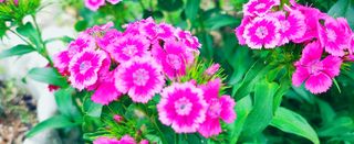 약초를사랑한짱아줌마님의 자유주제 · 자유게시판 작성글 사진