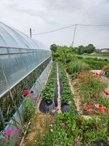 팜모닝 고추·일상 게시글 이미지