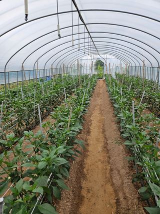 박석연님의 고추 · 일상 작성글 사진