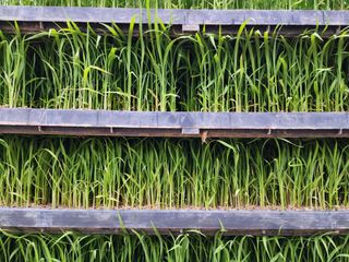 마늘27696님의 벼 · 자유게시판 작성글 사진