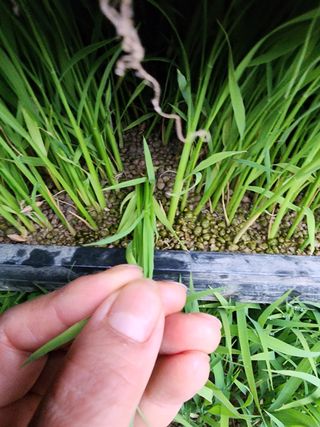 마늘27696님의 벼 · 자유게시판 작성글 사진