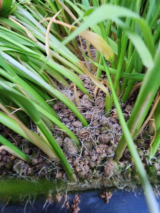 마늘27696님의 벼 · 자유게시판 작성글 사진