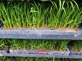 마늘27696님의 벼 · 자유게시판 작성글 사진