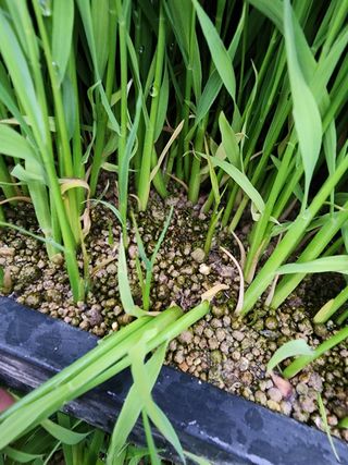 마늘27696님의 벼 · 자유게시판 작성글 사진