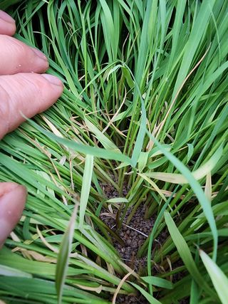 마늘27696님의 벼 · 자유게시판 작성글 사진