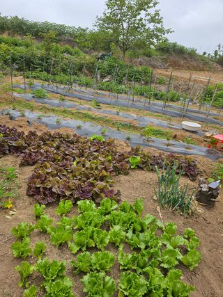 심경자님의 자유주제 · 자유게시판 작성글 사진